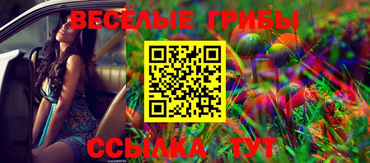 Волхов  Псилоцибиновые грибы Cubensis  Вход с VPN 
